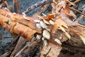 Close up view of a tree branch on a beach with mushrooms