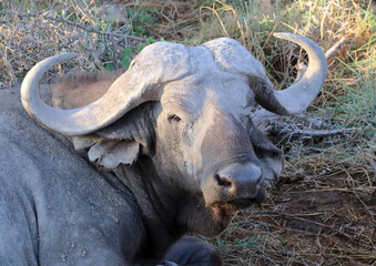 African buffalo head (lat. Syncerus caffer)