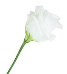 white flower isolated on white - 543908642