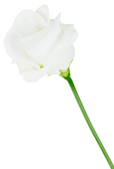 white flower isolated on white - 543908657