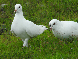 white dove