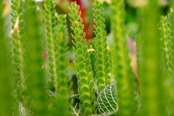 Nahaufname von Pflanzen, Farn, Macro