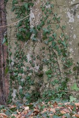 Scatti autunnali risaie