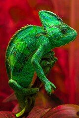 The green chameleon Chamaeleonidae is a family of lizards that can change body color. Bright portrait of an animal. Lizard.