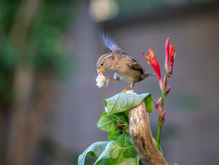 House sparrow, easy to feed and photograph! © AGUS
