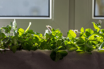 Fresh green mint leaves, close-up of plants, blurred background.