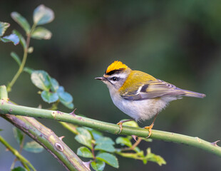 Firecrest, small bird, spectacular, colorful and very nervous!