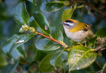 Firecrest, small bird, spectacular, colorful and very nervous!