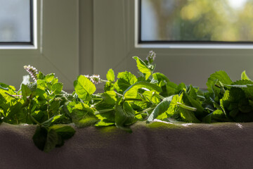 Fresh green mint leaves, close-up of plants, blurred background.