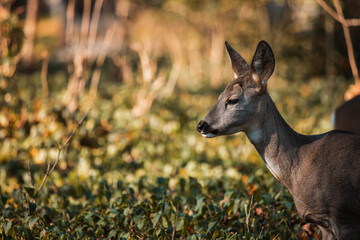 Reh am Zentralfriedhof Wien-Simmering