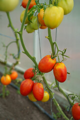 Beautiful tomato plant on a branch in a green house in the foreground, shallow field department, copy space, organic tomatoes
