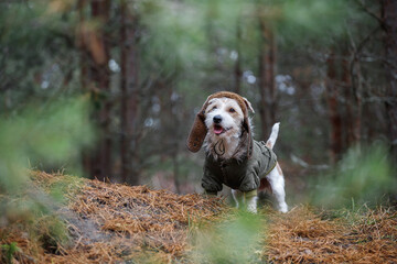 A wire-haired Jack Russell Terrier with a beard in a brown hat and khaki jacket stands in the...