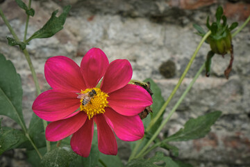 Bee on a pink dahlia flower