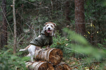 A wire-haired Jack Russell Terrier with a beard in a khaki jacket stands on logs in the forest. Military dog concept. Blurred background for the inscription