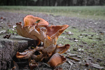 Chanterelle mushrooms on a sycamore cut trunk