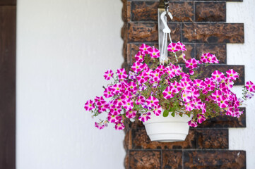 Fototapeta na wymiar Pot with beautiful white-pink garden flowers - petunias decorates the wall of the house