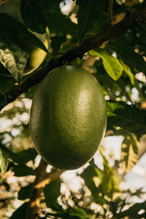 Crescentia Cujete, Kalebassenbaum, Frucht, Crescentia, Pflanze, Baum, Die Frucht eines Kalebassenbaum