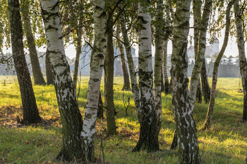 At the edge of a birch forest, large trees with the light of the rising sun.