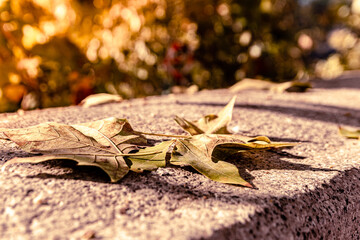 autumn leaves on the ground