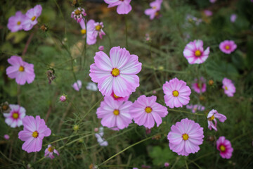 Obraz na płótnie Canvas Cosmos bipinnatus pink flowers in a meadow