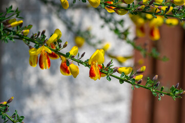 Cytisus scoparius lena ornamental flowers in bloom, yellow red orange bright flowering plant