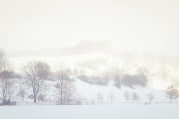 Snowfall in the rural scenery. Winter landscape with trees. Cold weather. Sunny, foggy background...
