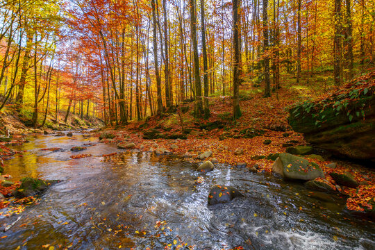 water flow among stones in the natural park. wonderful nature scenery in autumn. trees in fall colors on a sunny day