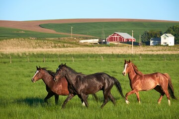 Three beautiful horses running across a green field with a farm, hills, and a blue sky in the background. Landscape image with nobody in it.  © Douglas