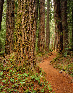A forest trail winding through an old growth Douglas fir forest near Detroit Oregon
