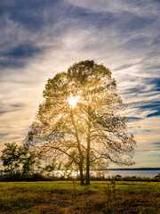 The setting sun shines through an oak tree on the banks of the Chesapeake Bay in Maryland