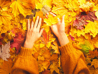 Autumn concept - caucasian woman's hands lie on autumn fallen leaves, in a brown knitted sweater,...