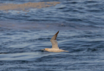 Gannet, in its migration through the Cantabrian Sea!