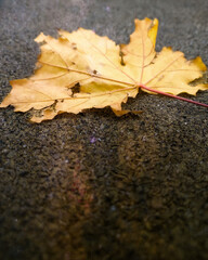 big old yellow maple withered leaf in autumn on the pavement in autumn. macro. a photo. background - 543911403