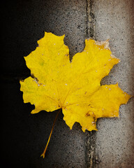 yellow maple withered leaf in autumn on the pavement in autumn. macro. a photo/ background - 543911405