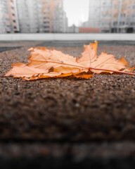 one yellow maple withered leaf in autumn on the pavement in autumn. macro. a photo - 543911417
