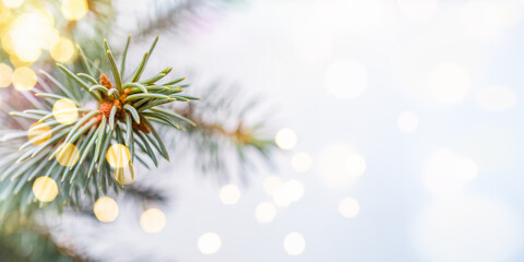 Green fir tree branches with festive bokeh on a light background.  Wide horizontal banner with...