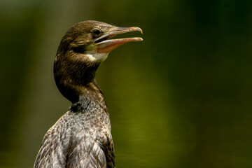 close up of a bird