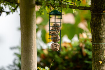 fat ball feeder in winter 