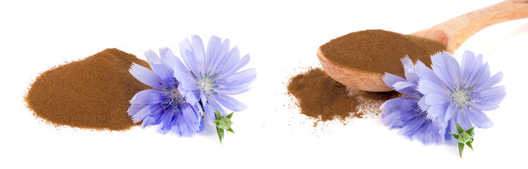 chicory flower and powder of instant chicory isolated on a white background. Cichorium intybus. - obrazy, fototapety, plakaty
