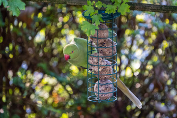 Rose-ringed parakeet hanging and eating on a feeder with fat balls hanging in the garden in winter
