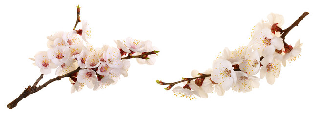 Branch with apricot flowers isolated on white background. Top view. Flat lay