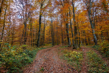 autumn yellow-golden forest, mountains and nature. Selective focus. Rest, a walk in the forest