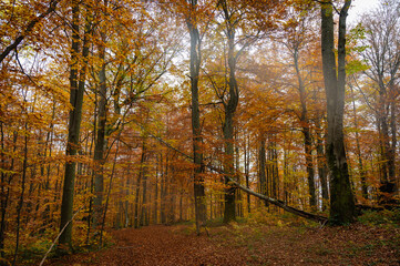 Fototapeta premium autumn yellow-golden forest, mountains and nature. Selective focus. Rest, a walk in the forest