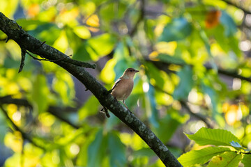 finch on a spring tree branch