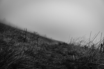 misty mountains, forest. Ukrainian mountains, fog
