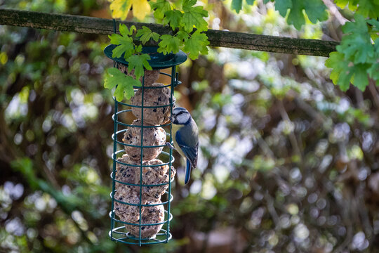 Blue tit bird hanging and eating on a feeder with fat balls hanging in the garden in winter