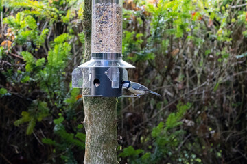 Blue tit bird eating on a feeder with seeds hanging in the garden in winter