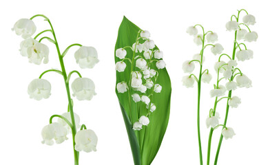 Lilly of the valley flowers isolated on white background with full depth of field