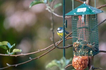 Blue tit eats peanuts from a bird feeder hanging in the garden in winter