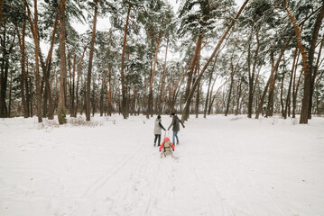 Father, mother, and child in children's sled walk in park. Happy family with kid having fun in winter forest. Mom, dad, daughter running and walking in snow in mountains. Winter holidays. Back view.